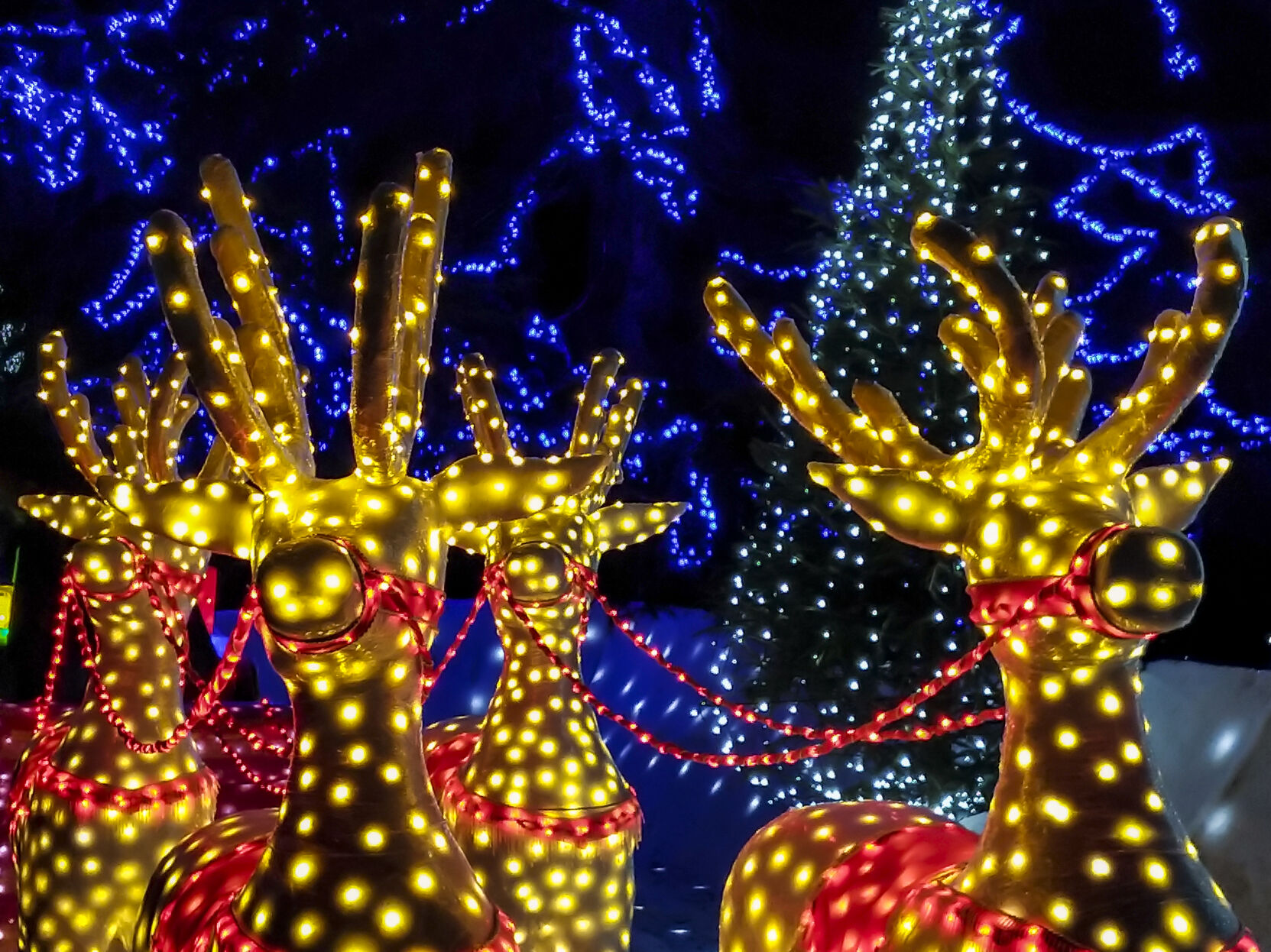 Winter Wonderland | Evenings, Nov. 19 through Jan. 1
